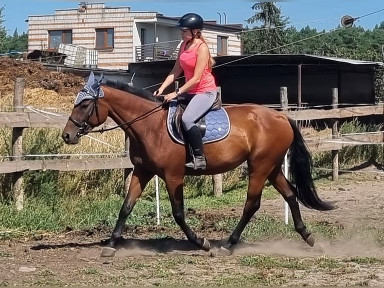 Koń wielkopolski Klacz 3 lat 160 cm Gniada in Sulęcinek