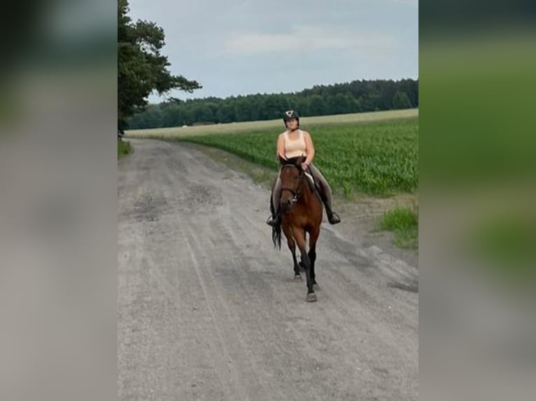 Koń wielkopolski Klacz 3 lat 160 cm Gniada in Sulęcinek