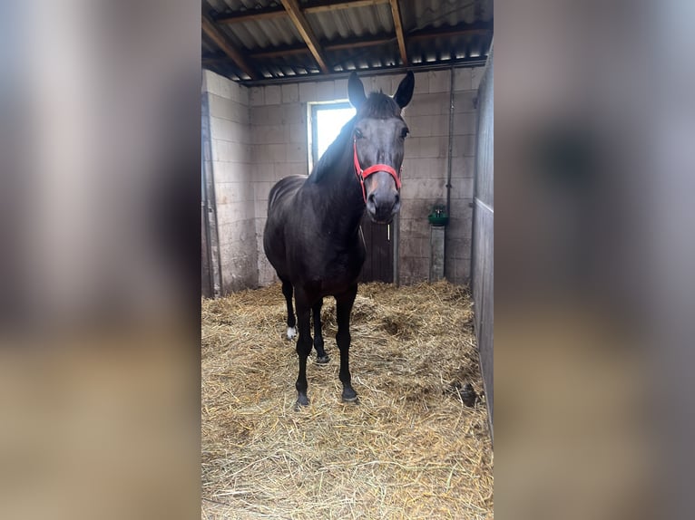 Koń wielkopolski Klacz 3 lat 165 cm Ciemnogniada in Papenhagen