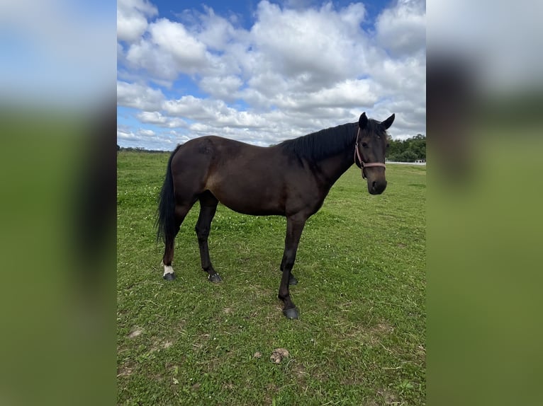 Koń wielkopolski Klacz 3 lat 165 cm Ciemnogniada in Papenhagen