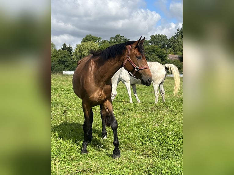 Koń wielkopolski Klacz 3 lat 165 cm Gniada in Papenhagen