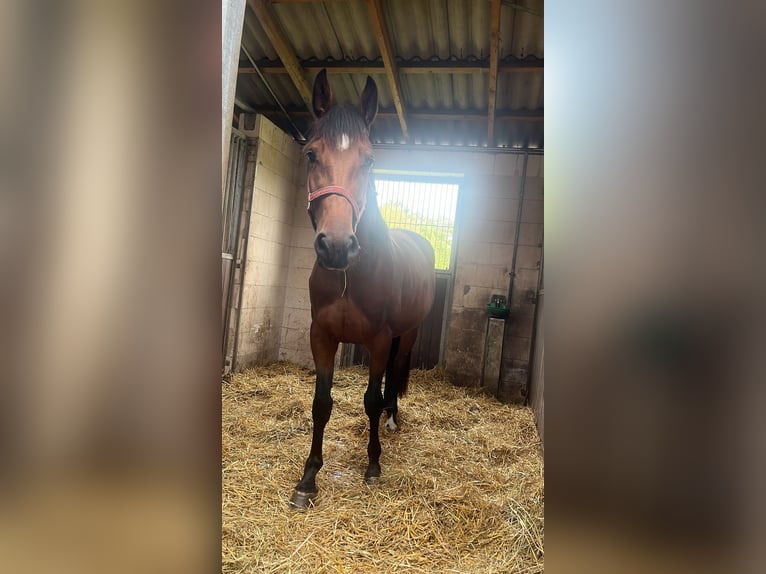 Koń wielkopolski Klacz 3 lat 165 cm Gniada in Papenhagen