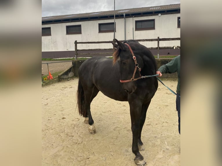 Koń wielkopolski Klacz 4 lat 163 cm Ciemnogniada in Odenthal