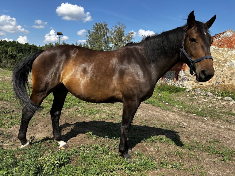 Koń wielkopolski Mix Klacz 4 lat 165 cm Ciemnogniada in Orzysz