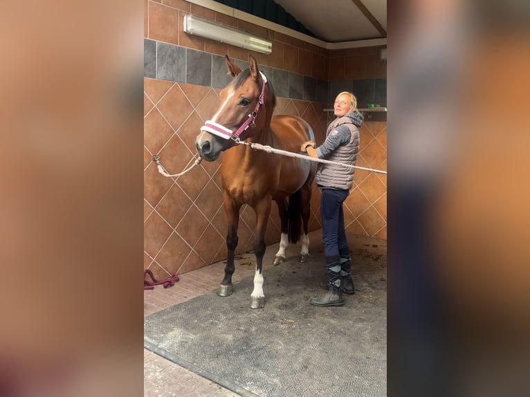 Koń wielkopolski Klacz 4 lat 165 cm Gniada in Papenhagen