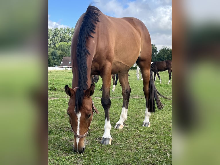 Koń wielkopolski Klacz 4 lat 165 cm Gniada in Papenhagen