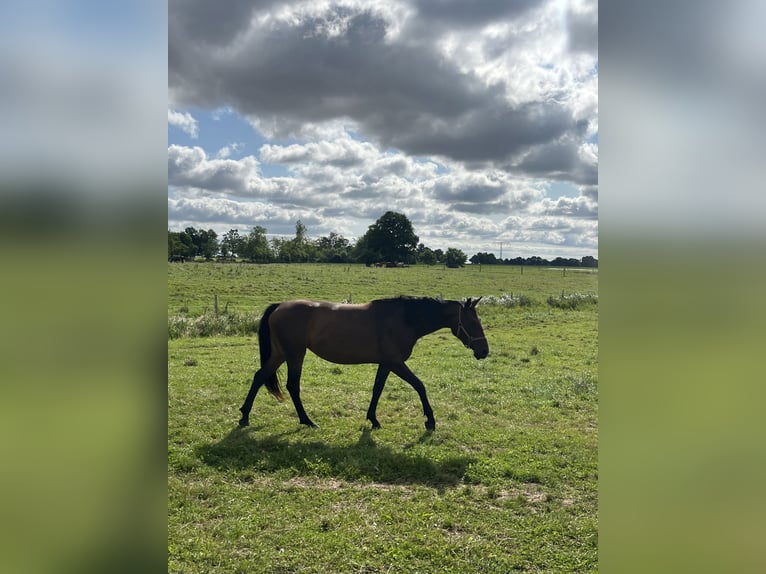 Koń wielkopolski Klacz 4 lat 166 cm Ciemnogniada in Papenhagen