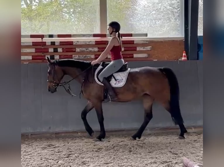 Koń wielkopolski Klacz 4 lat 166 cm Ciemnogniada in Papenhagen