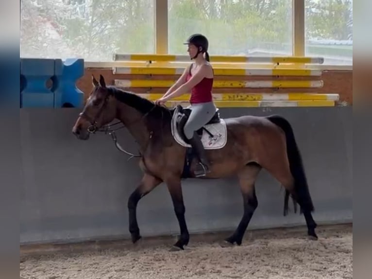 Koń wielkopolski Klacz 4 lat 166 cm Ciemnogniada in Papenhagen