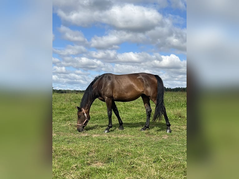 Koń wielkopolski Klacz 4 lat 167 cm Ciemnogniada in Papenhagen