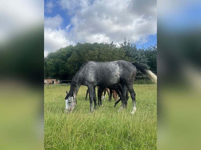 Koń wielkopolski Klacz 4 lat 167 cm Siwa in Papenhagen