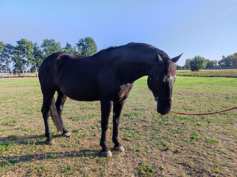 Koń wielkopolski Klacz 5 lat 152 cm Kara in Möser