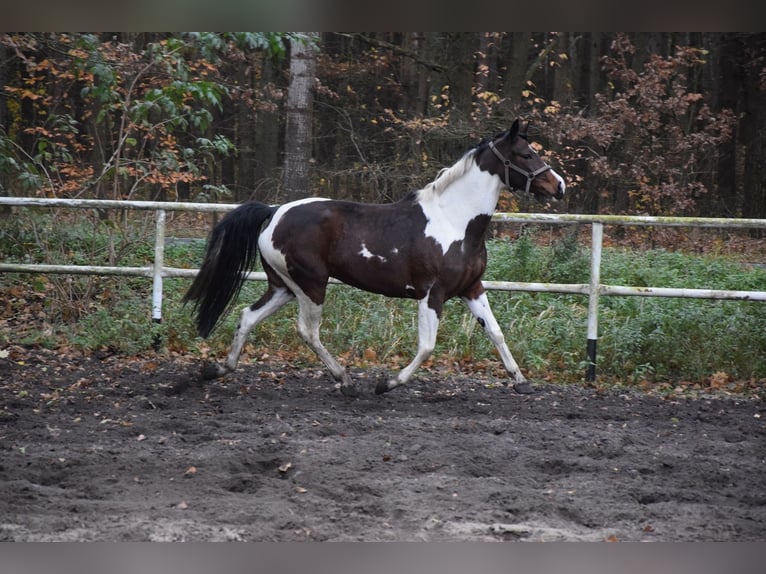 Koń wielkopolski Klacz 5 lat 167 cm Srokata in Chelmno