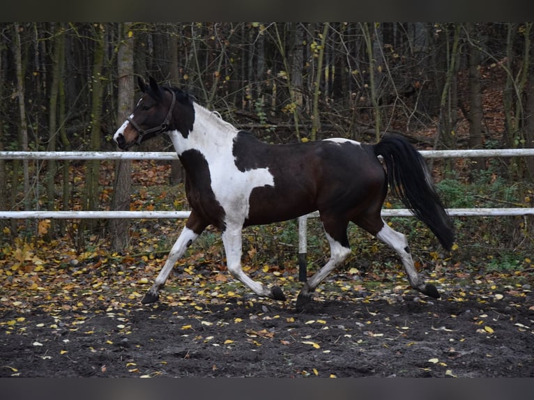 Koń wielkopolski Klacz 5 lat 167 cm Srokata in Chelmno