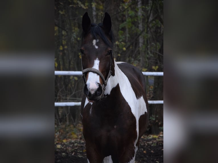 Koń wielkopolski Klacz 5 lat 167 cm Srokata in Chelmno