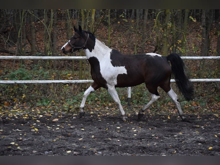 Koń wielkopolski Klacz 5 lat 167 cm Srokata in Chelmno