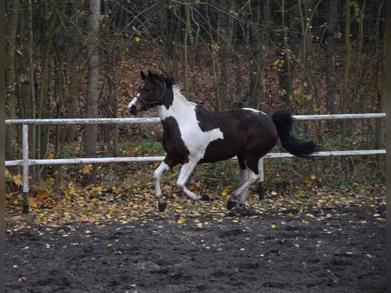 Koń wielkopolski Klacz 5 lat 167 cm Srokata in Chelmno