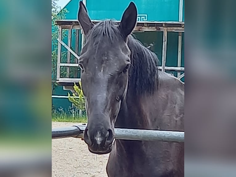 Koń wielkopolski Klacz 5 lat 168 cm Kara in Bruck in der Oberpfalz