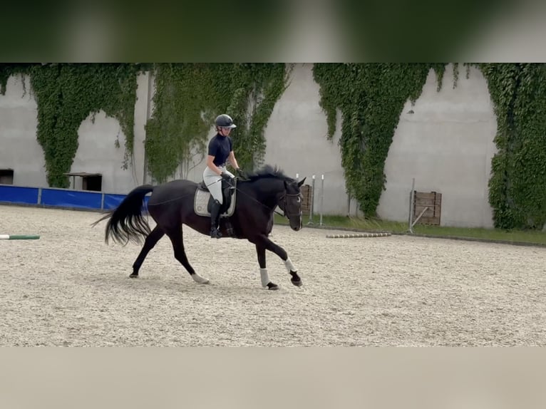 Koń wielkopolski Klacz 5 lat 168 cm Kara in Duszniki