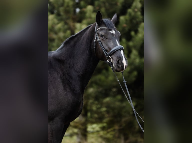 Koń wielkopolski Klacz 5 lat 168 cm Kara in Duszniki