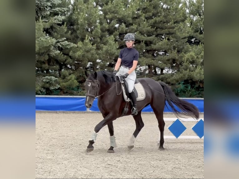 Koń wielkopolski Klacz 5 lat 168 cm Kara in Duszniki
