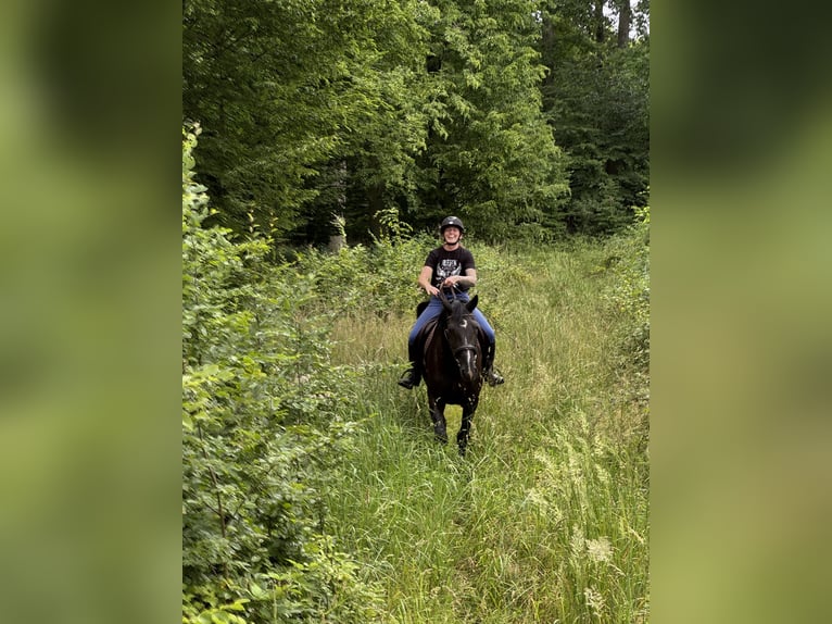 Koń wielkopolski Klacz 5 lat 168 cm Kara in Duszniki