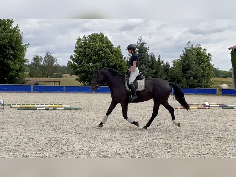 Koń wielkopolski Klacz 5 lat 168 cm Kara in Duszniki