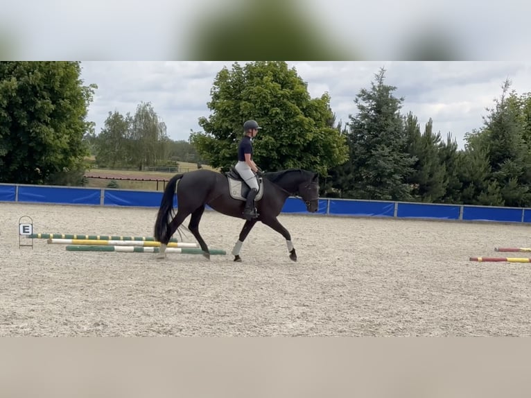 Koń wielkopolski Klacz 5 lat 168 cm Kara in Duszniki