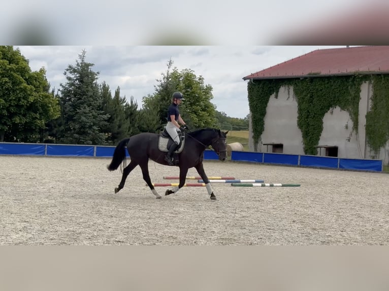 Koń wielkopolski Klacz 5 lat 168 cm Kara in Duszniki