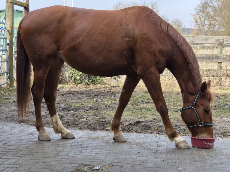 Koń wielkopolski Klacz 5 lat 170 cm Kasztanowata in Aarbergen