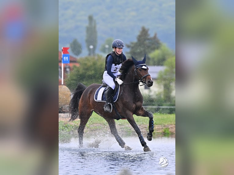 Koń wielkopolski Klacz 6 lat 158 cm Gniada in St. Pölten