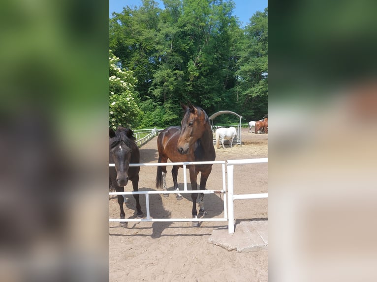 Koń wielkopolski Klacz 6 lat 160 cm Ciemnogniada in Kirchlinteln