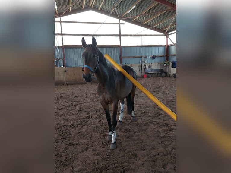 Koń wielkopolski Klacz 6 lat 160 cm Ciemnogniada in Kirchlinteln