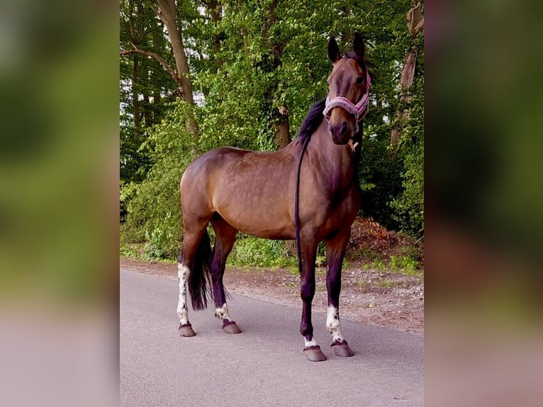 Koń wielkopolski Klacz 6 lat 160 cm Ciemnogniada in Kirchlinteln