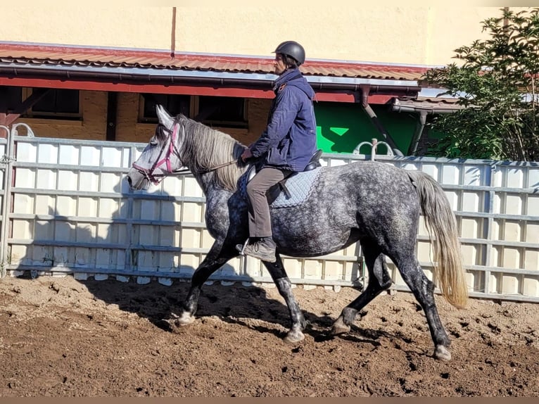 Koń wielkopolski Klacz 6 lat 160 cm Siwa jabłkowita in Buttstädt