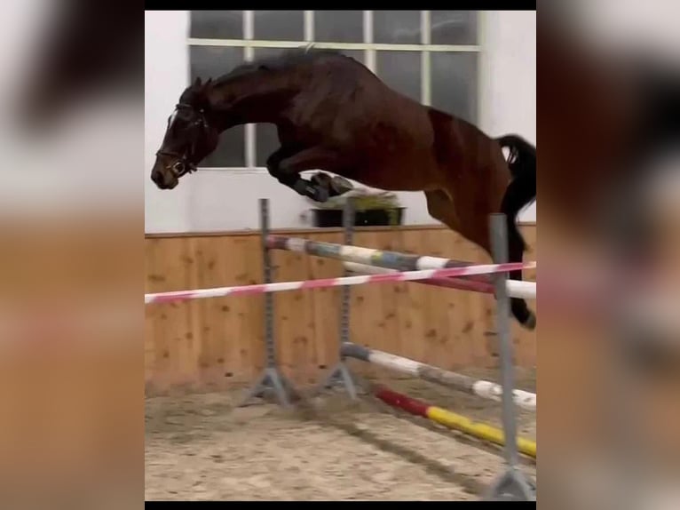 Koń wielkopolski Klacz 6 lat 165 cm Gniada in Wojnarowice