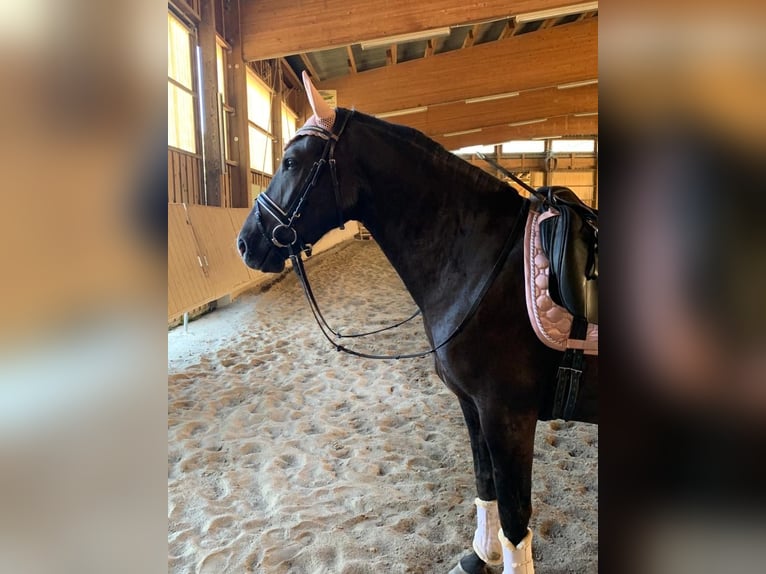 Koń wielkopolski Klacz 6 lat 166 cm Ciemnogniada in Oberaudorf