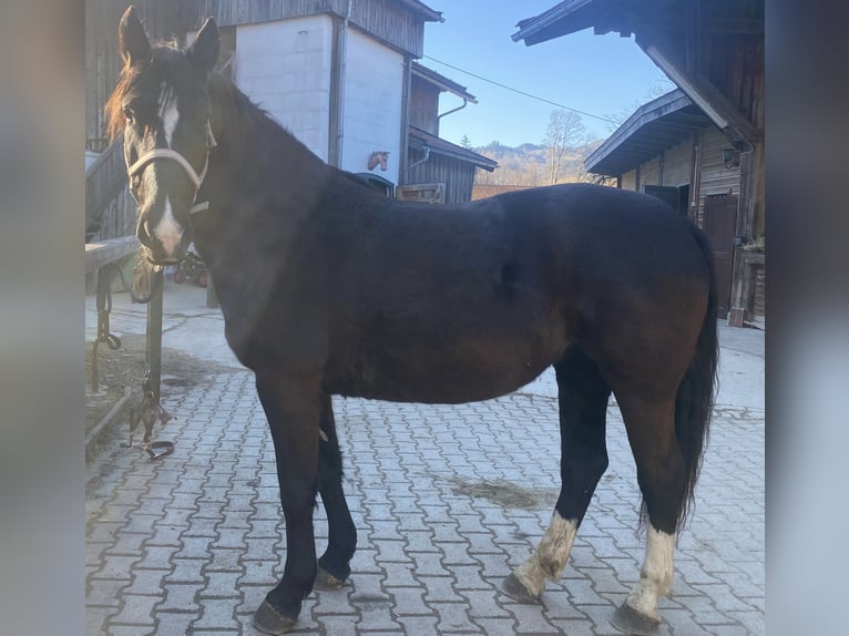 Koń wielkopolski Klacz 6 lat 166 cm Ciemnogniada in Oberaudorf