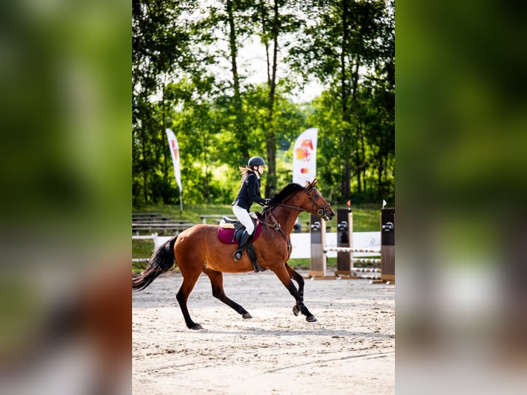 Koń wielkopolski Klacz 7 lat 172 cm Gniada in Jonkowo