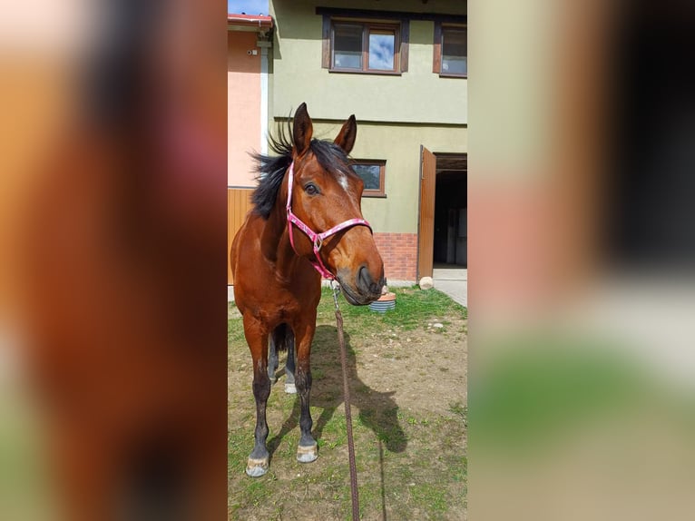 Koń wielkopolski Klacz 7 lat 172 cm Gniada in Jonkowo