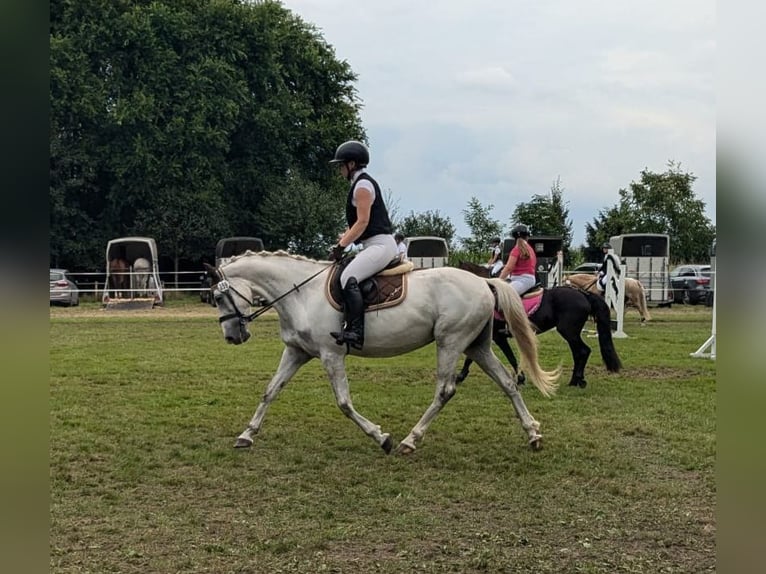 Koń wielkopolski Klacz 8 lat 150 cm Siwa in Raddestorf