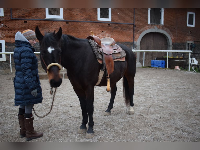 Koń wielkopolski Klacz 8 lat 155 cm Ciemnogniada in Freindorf