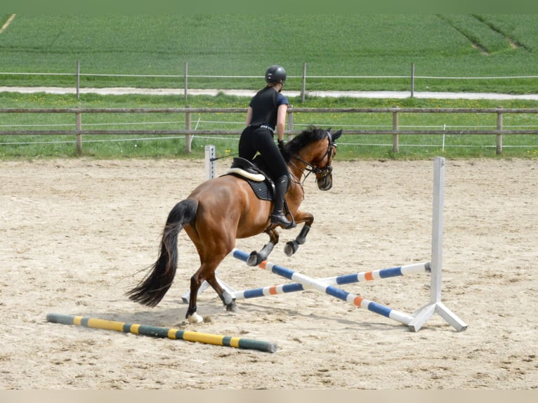 Koń wielkopolski Klacz 8 lat 162 cm Ciemnokasztanowata in Cham