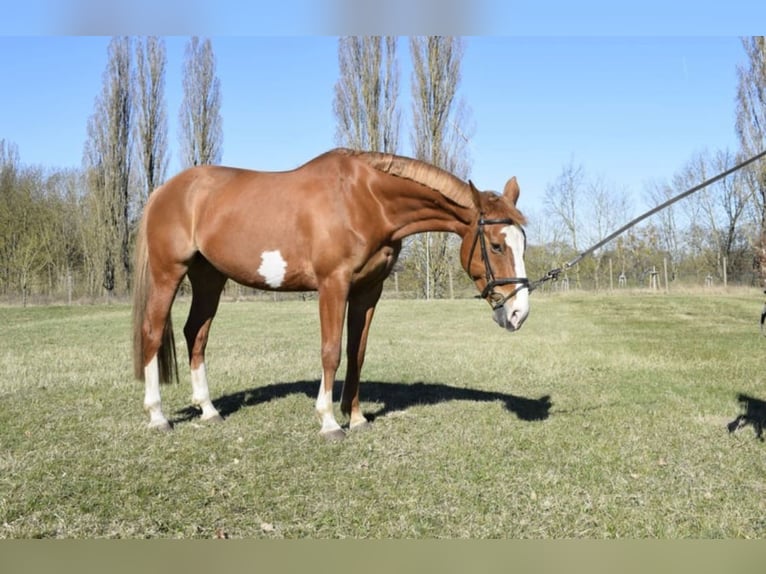 Koń wielkopolski Klacz 8 lat 168 cm Kasztanowata in Torgelow