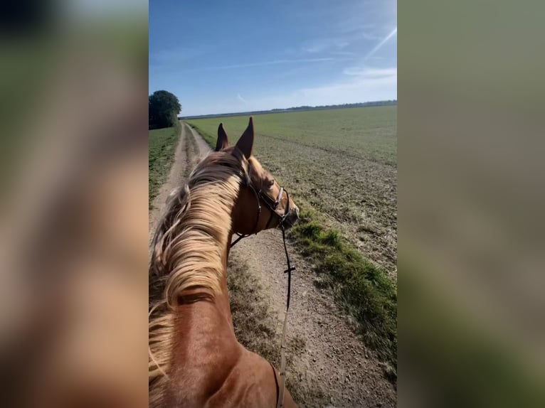 Koń wielkopolski Klacz 8 lat 175 cm Kasztanowata in München