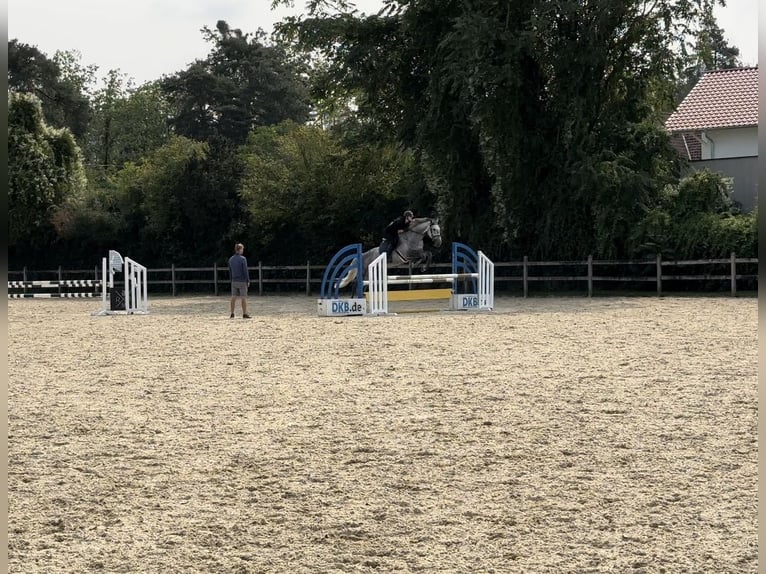 Koń wielkopolski Klacz 8 lat 175 cm Siwa in Ostrów wielkopolski