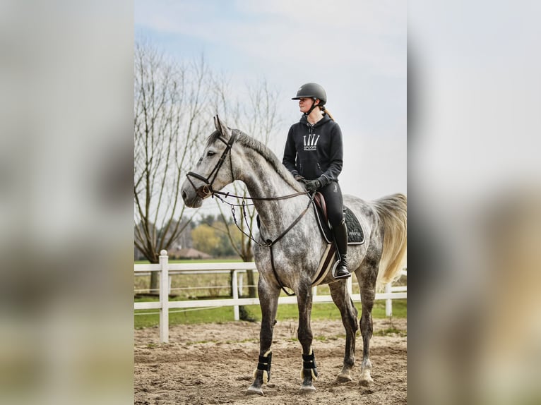 Koń wielkopolski Klacz 8 lat 175 cm Siwa in Ostrów wielkopolski