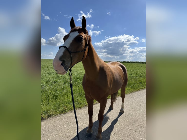 Koń wielkopolski Klacz 9 lat 163 cm Kasztanowata in M&#xFC;nsingen