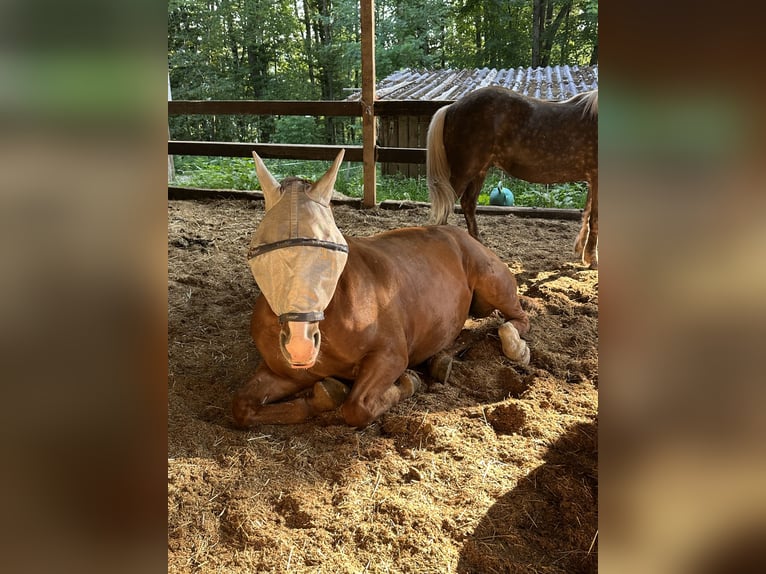 Koń wielkopolski Klacz 9 lat 163 cm Kasztanowata in M&#xFC;nsingen