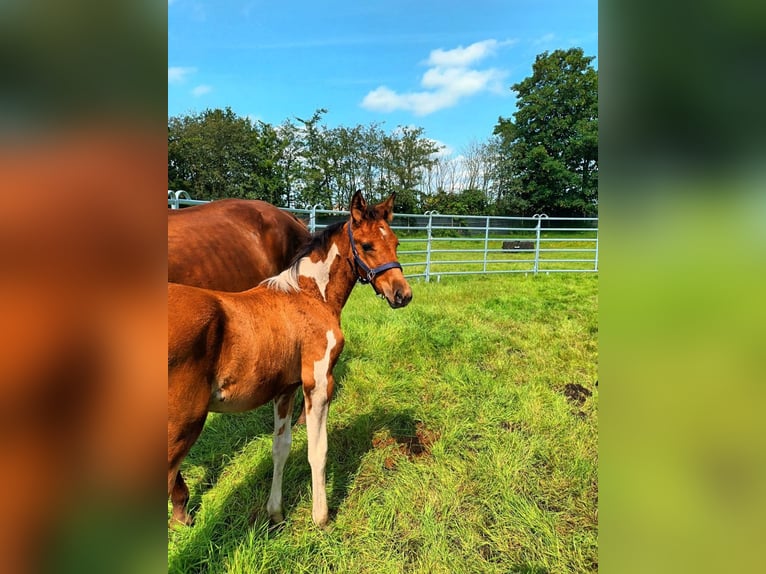 Koń wielkopolski Mix Klacz Źrebak (05/2024) 155 cm Srokata in Bredstedt